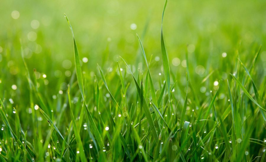 Poštovati Stvoriteljev plan – Tihana Mojsinović