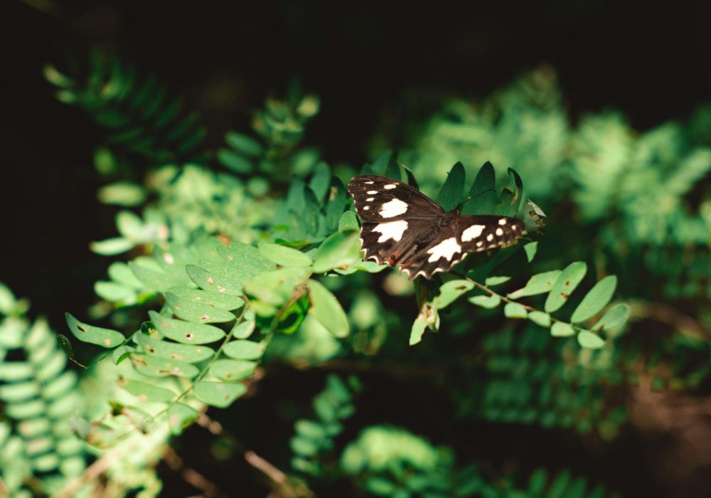 Projekt Borgo Laudato si, primjer praktične primjene načela cjelovite ekologije