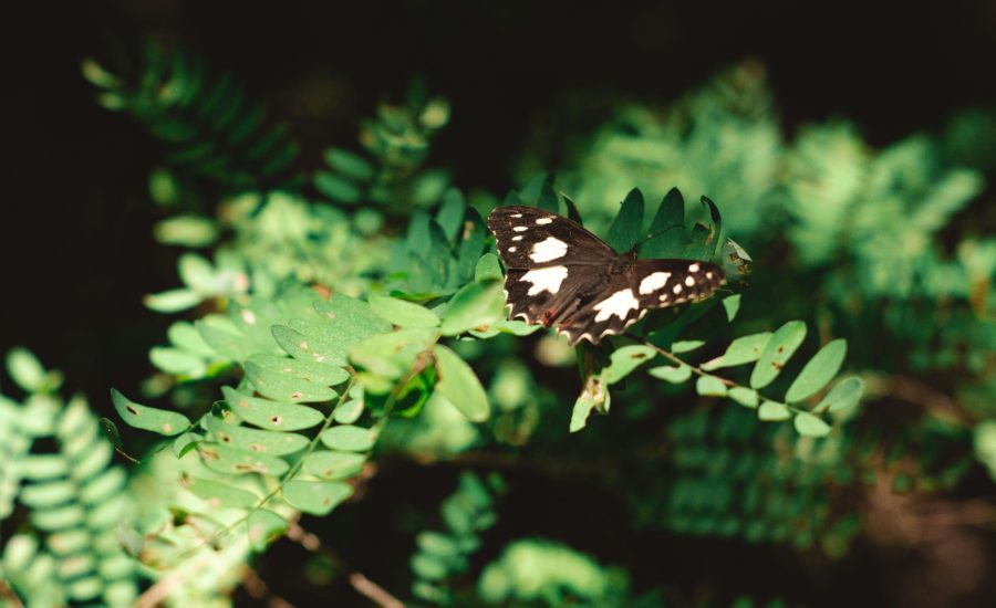 Projekt Borgo Laudato si, primjer praktične primjene načela cjelovite ekologije
