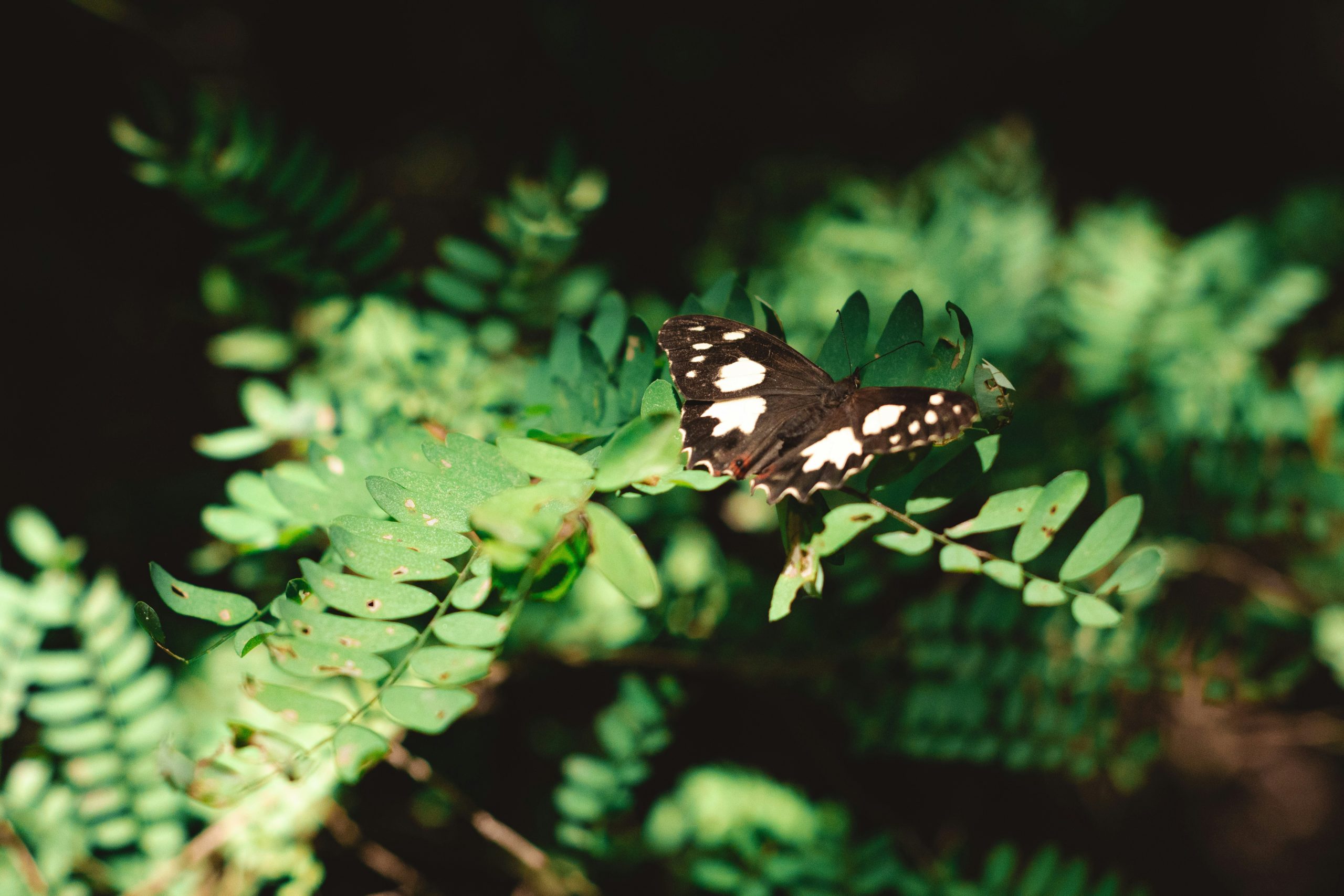 Projekt Borgo Laudato si, primjer praktične primjene načela cjelovite ekologije