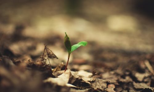 POSTANI LAUDATO SI’ ANIMATOR – ONLINE TEČAJ POČINJE 15. TRAVNJA!